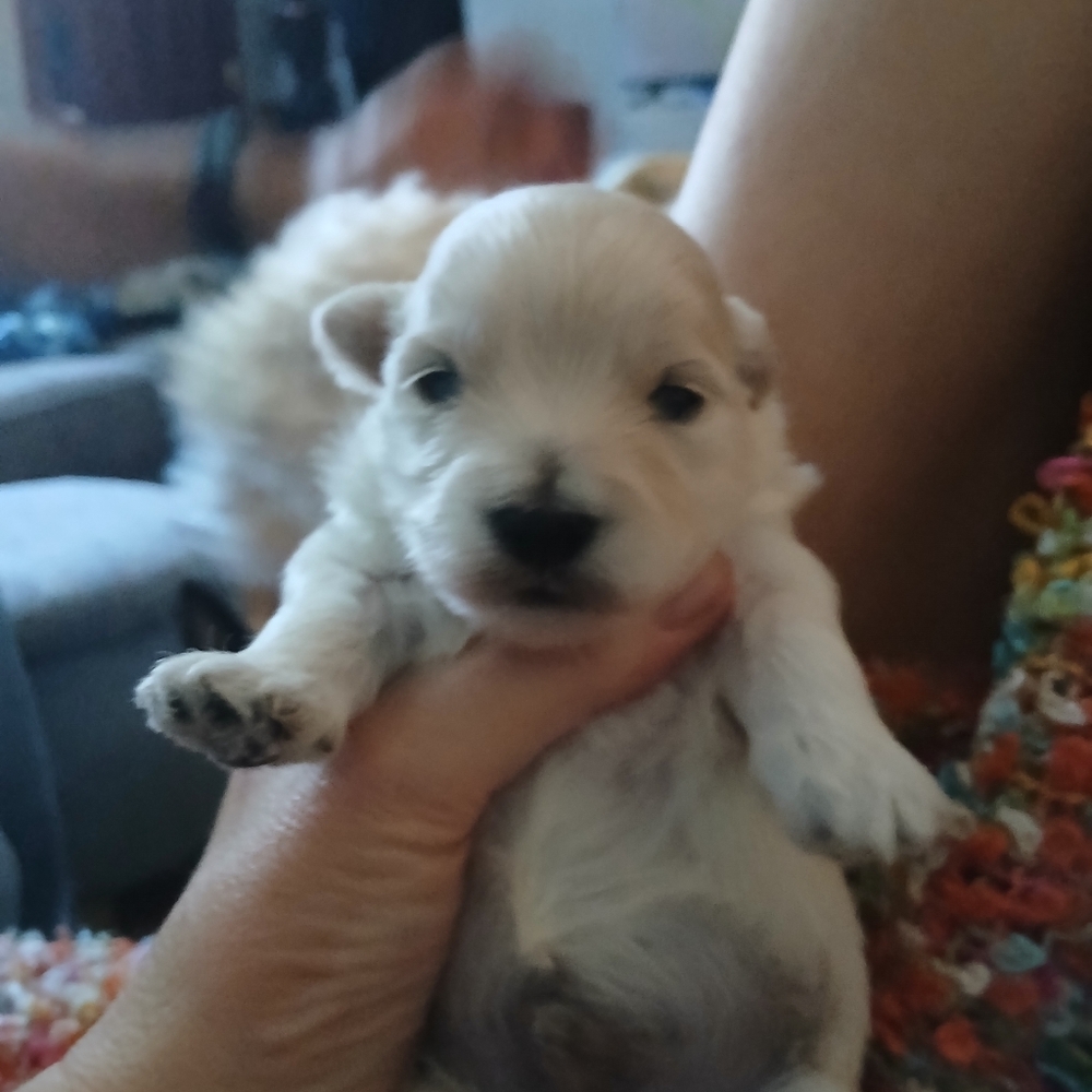 Meet The Rescues We Have - Picture 10 of 16